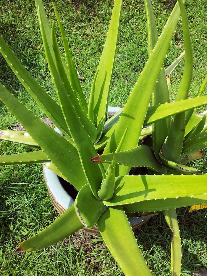 aloe-vera