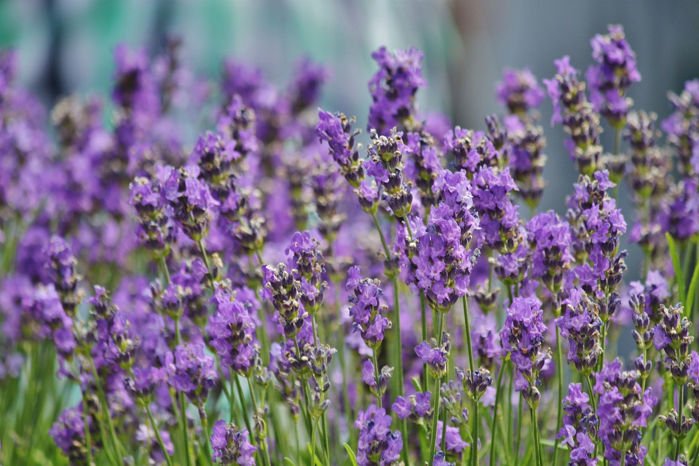 lavanda