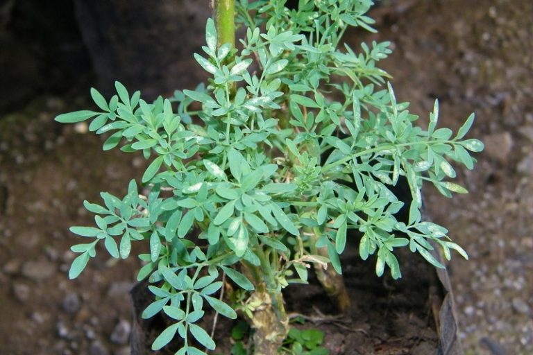 ruda-planta