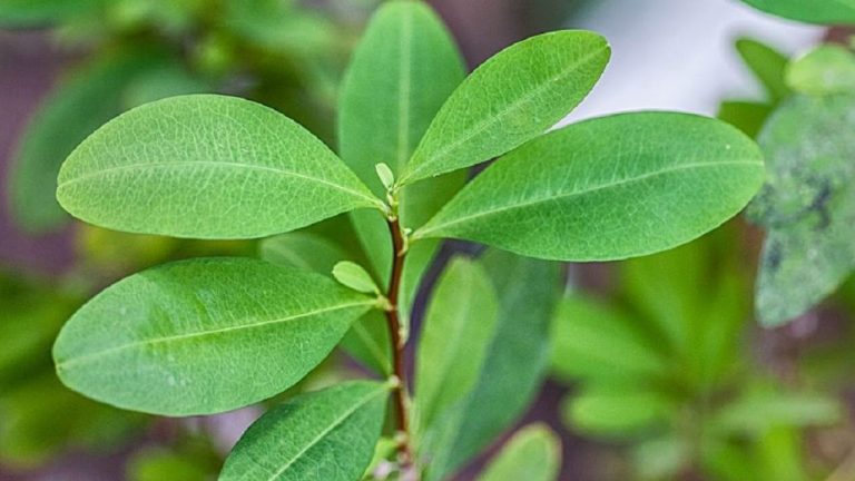 blog-coca01-1024x576-1