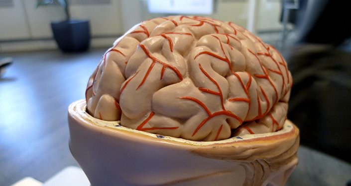 Cerebro (archivo) Cerebro (archivo)