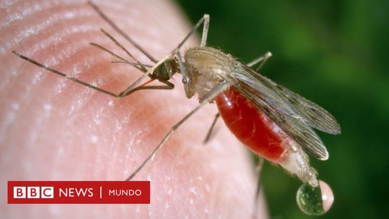 107168597_c0093034-feeding_mosquito-spl