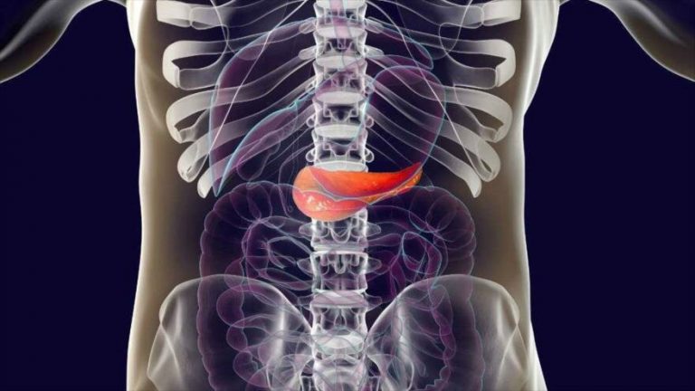 pancreas