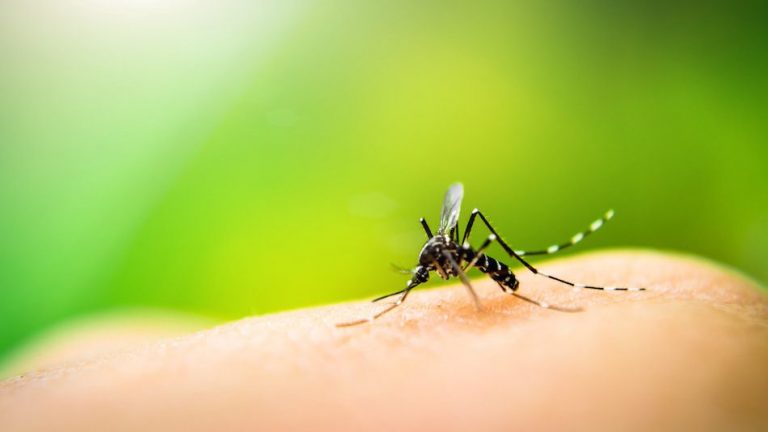 cropped-mosquito-protection.jpg