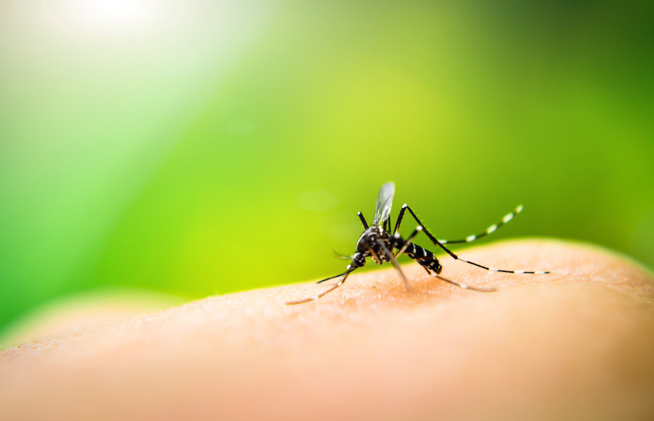 Repelente de mosquitos naturales