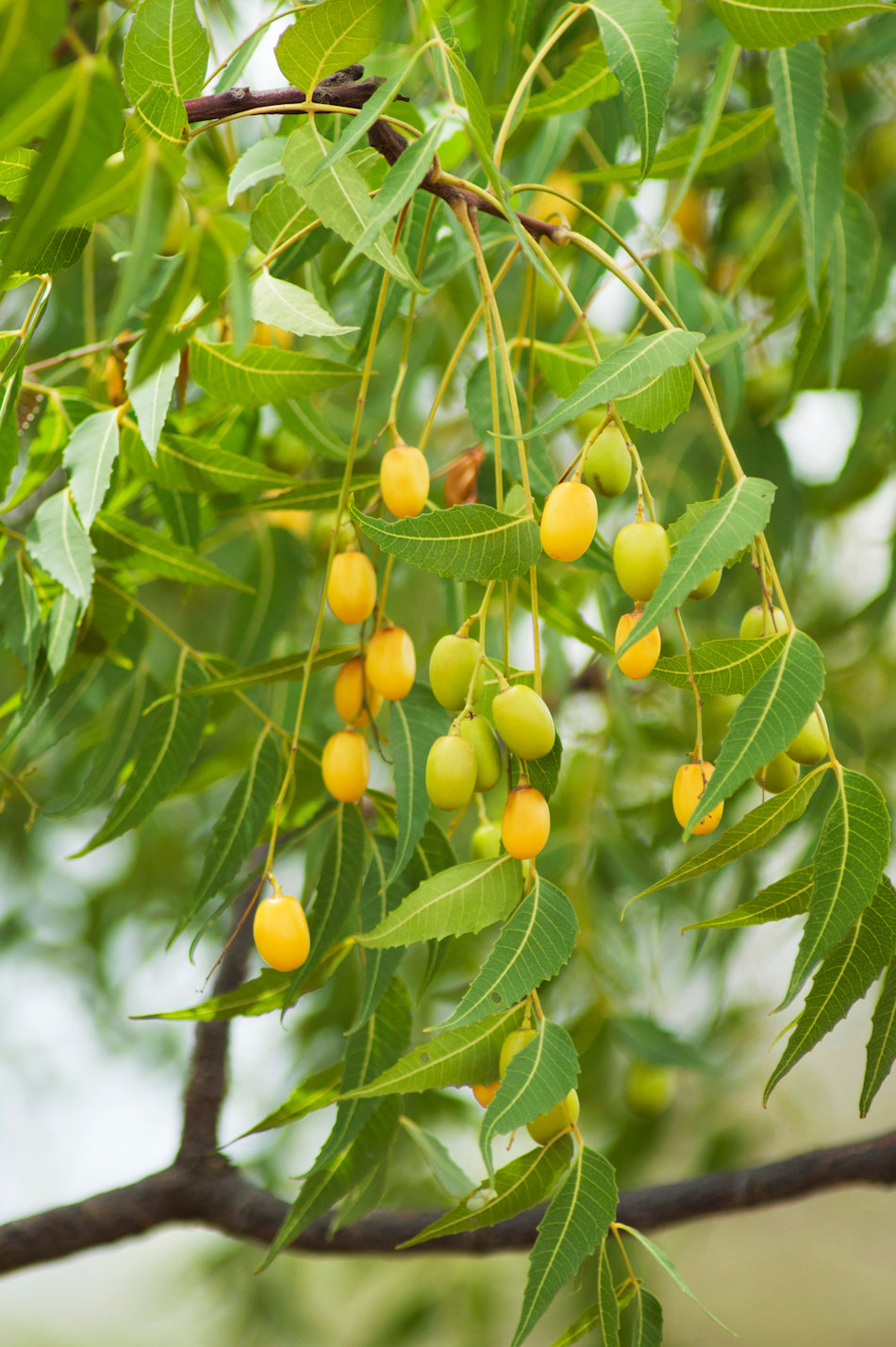 Árbol de neem saludable