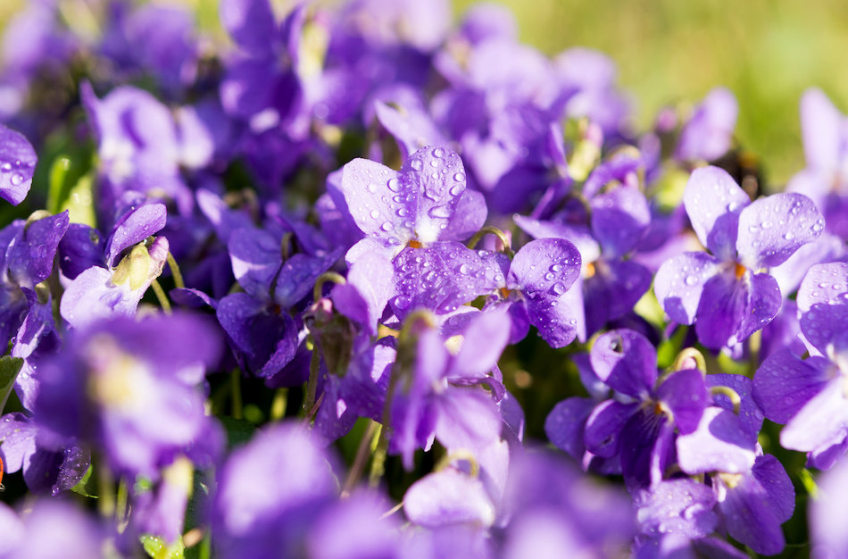 Uso de violetas como repelente de mosquitos