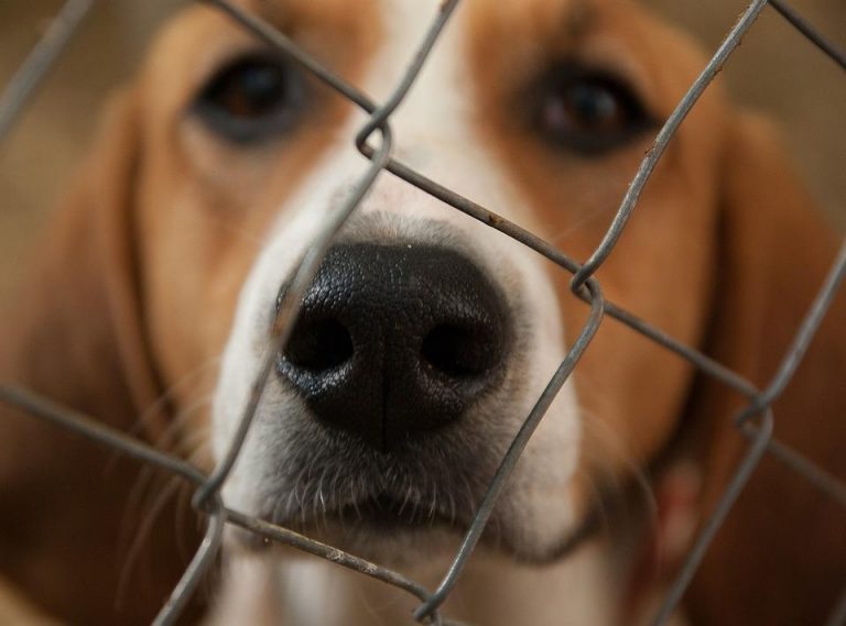 beagles-encerrado-1565378957