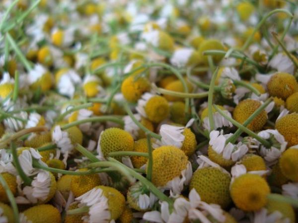 Planta de manzanilla: cuidados y para qué sirve - Cómo tomar manzanilla