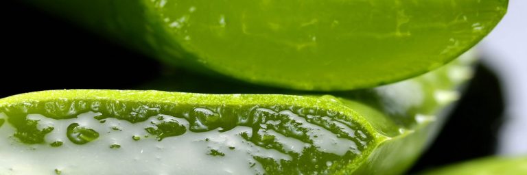 aloe-2163120_1920-1500x500