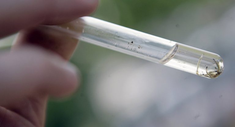 dengue1