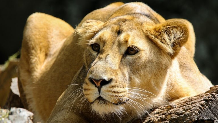leon