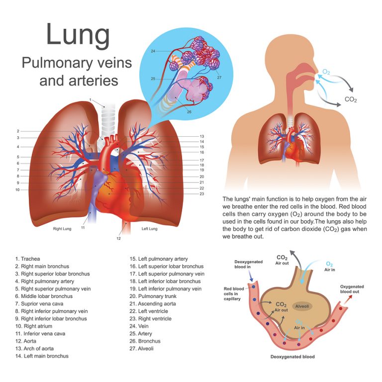 pulmones1