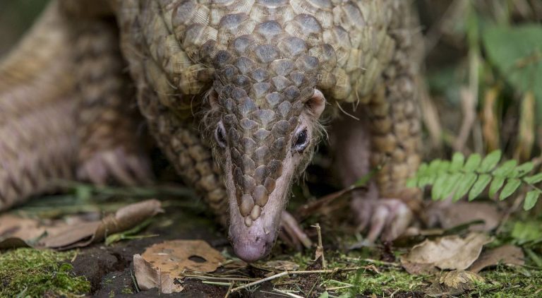 pangolin1