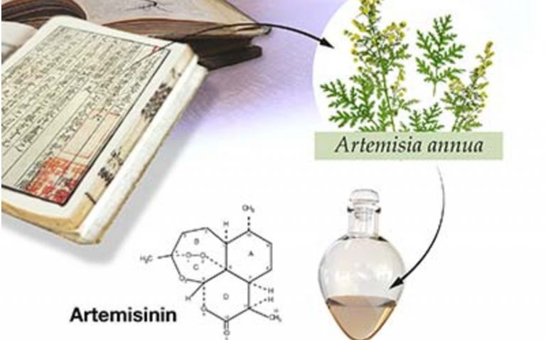 artemisia-annua-planta-medicinal-usada