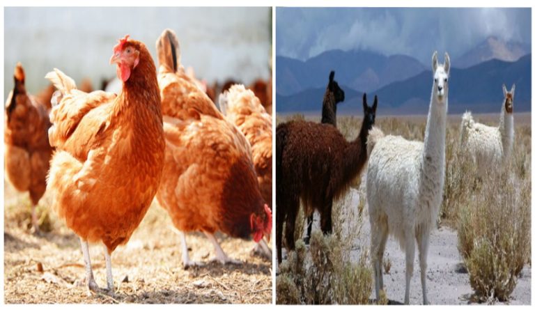 gallina-llama