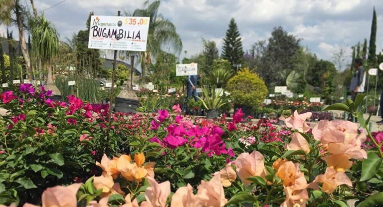 plantas medicinales