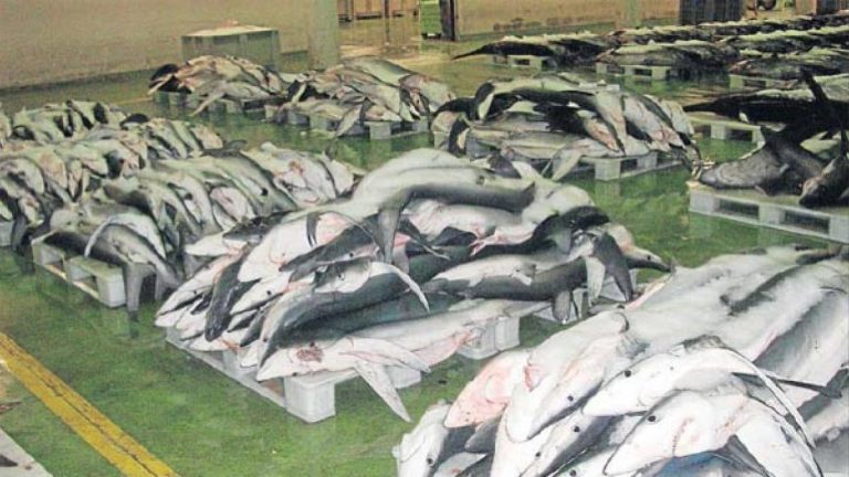 tiburones