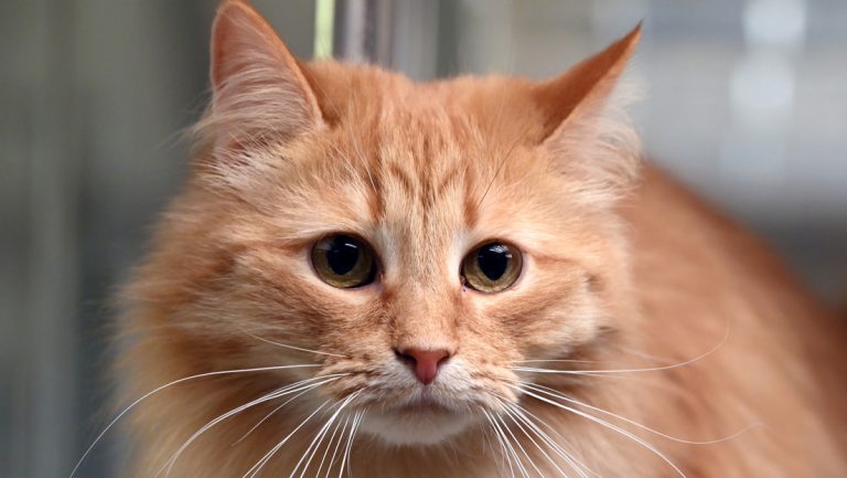 gatito