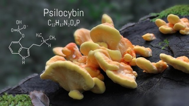 Fórmula molecular y representación molecular de la psilocibina, una droga psicodélica extraída de un tipo de hongo.
