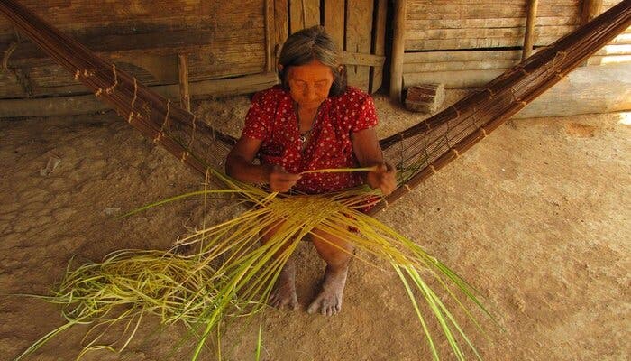 ciencia, hierbas, plantas medicinales, conocimiento científico, comunidades indígenas, sabiduría, ancestros, chamanes. científicos