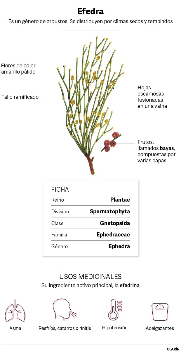 efedra