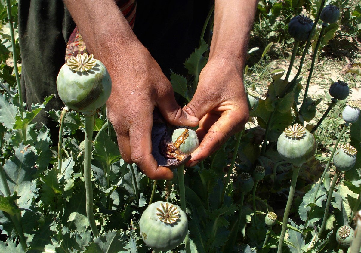 Un afgano recolecta resina de amapolas, en un campo para la producción de opio. Foto: AP