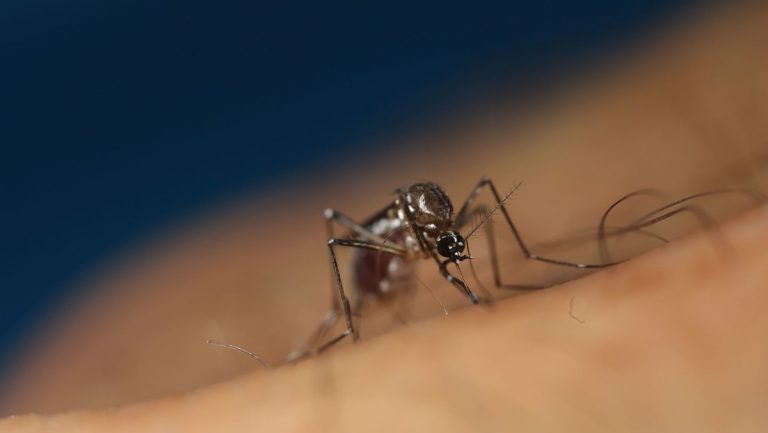 Dengue