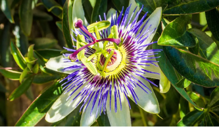 passiflora