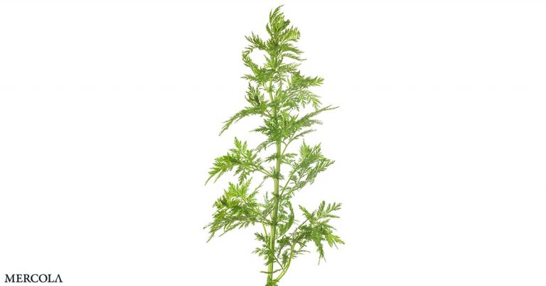 la-artemisia-annua-y-el-covid-19-fb