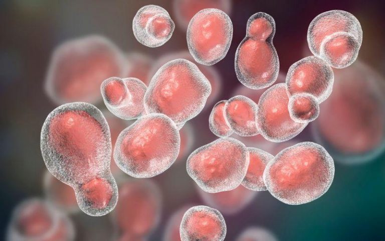 Cryptococcus-neoformans-1