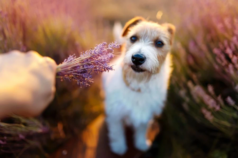 perrito