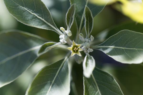 Ashwagandha: propiedades, beneficios y contraindicaciones - Propiedades de la ashwagandha