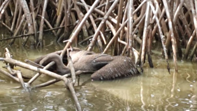 Pelicanos-1-1