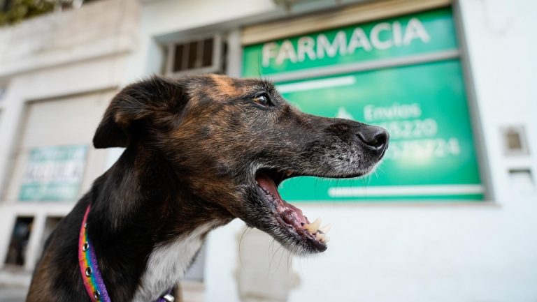 perro_medicamentos_veterinarios_crop1681243803228