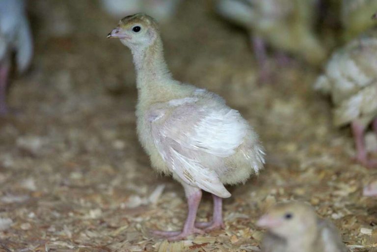 pavos