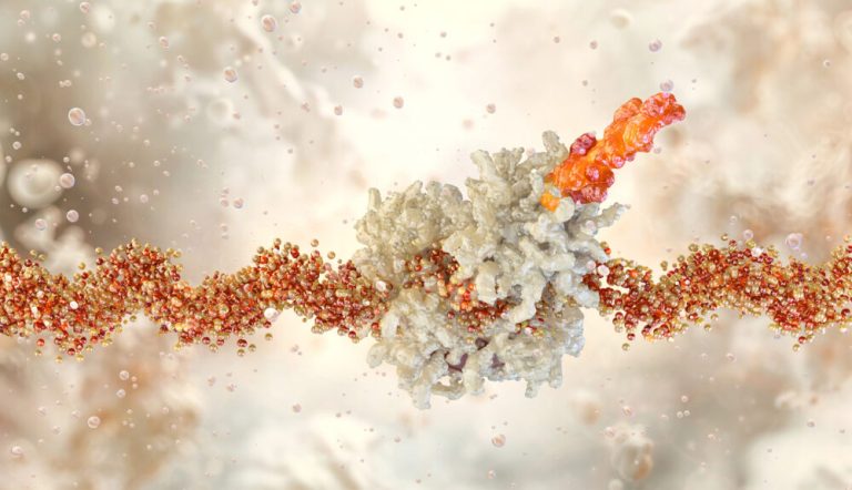 The mRNA strand carries genetic code. Cellular translation process. A ribosome synthesizes protein based on mRNA information.