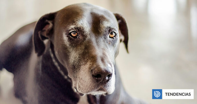 social-perro-viejito