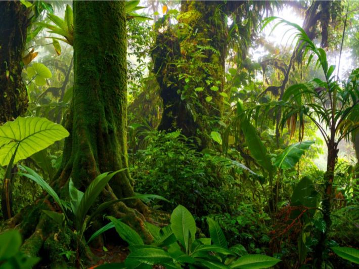 Colaboracion-cientifica-ruso-indonesia-impulsa-desarrollo-de-farmacos-con-plantas-tropicales